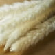 thumbnail image 3 of 40 Piezas de Hierba de Pampa Blanca Seca Natural de 45CM Esponjosa y Oscilante, Planta Bohemia DIY para DecoracióN de Arreglos Florales de Boda, 3 of 5