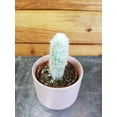 thumbnail image 2 of Austerocephalocereus Dybowskii, 2" Plant, The Plant Farm, 2 of 2