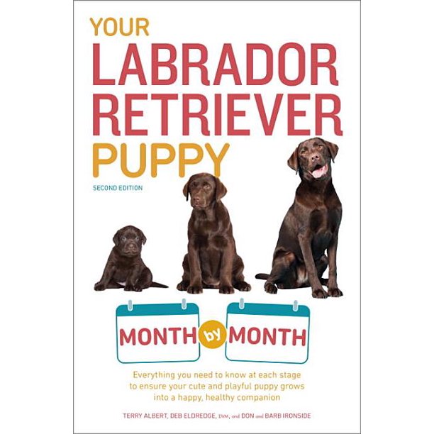 Your Puppy Month by Month Your Labrador Retriever Puppy Month by Month
