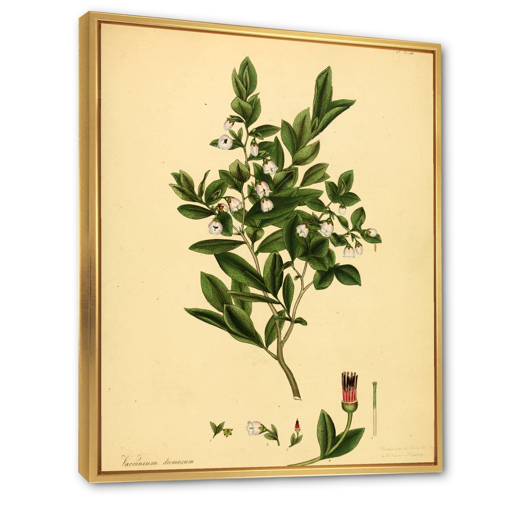 Ancient Plant Life XXV 12 in x 20 in Framed Painting Canvas Art Print, by Designart