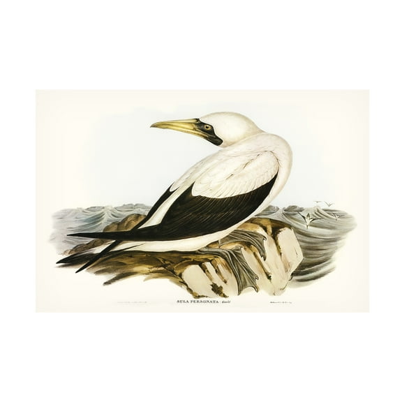 Trademark Fine Art Elizabeth Gould Majestic Waterbird VI Canvas Wall Art