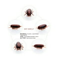 thumbnail image 3 of TIELUTT Horrible Moving Cockroach Electricity Cockroach Toy Prank Toy for Toddlers 3-4 Toddler Climbing Hund Board Math Toddler for Refrigerator Multiplication Table, 3 of 8