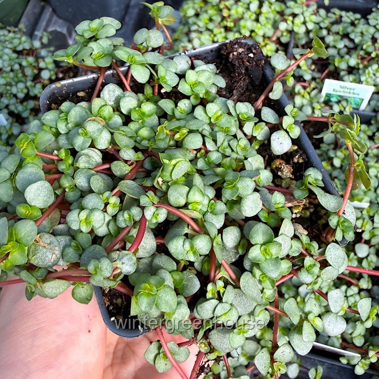 Pilea glauca - Red Stem Pilea, Silver Sprinkles, Aquamarine