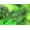 Mahi Green Black Over Chartreuse, variant on 1/8 Hareline Tiger Barred Rabbit Strips