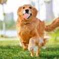 thumbnail image 4 of Jouet Interactif pour Chiots et Chiens Adultes Activité de Dentition Intérieure Extérieure, 4 of 5