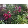 thumbnail image 3 of Butcher, Sarah 14x11 Black Modern Framed Museum Art Print Titled - Monets Garden, 3 of 5