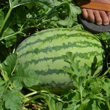 Watermelon Garden Seeds - Striped Klondike Blue Ribbon - 1 Lbs - Non-GMO, Heirloom Vegetable Gardening Fruit Melon
