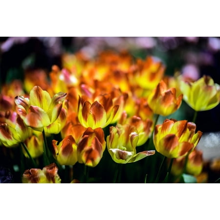 Canvas Print Bloom Double Tulip Flowers Handsomely Tulips Stretched Canvas 10 x 14