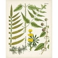 thumbnail image 3 of Unknown 20x24 Black Modern Framed Museum Art Print Titled - Fanciful Ferns II, 3 of 5