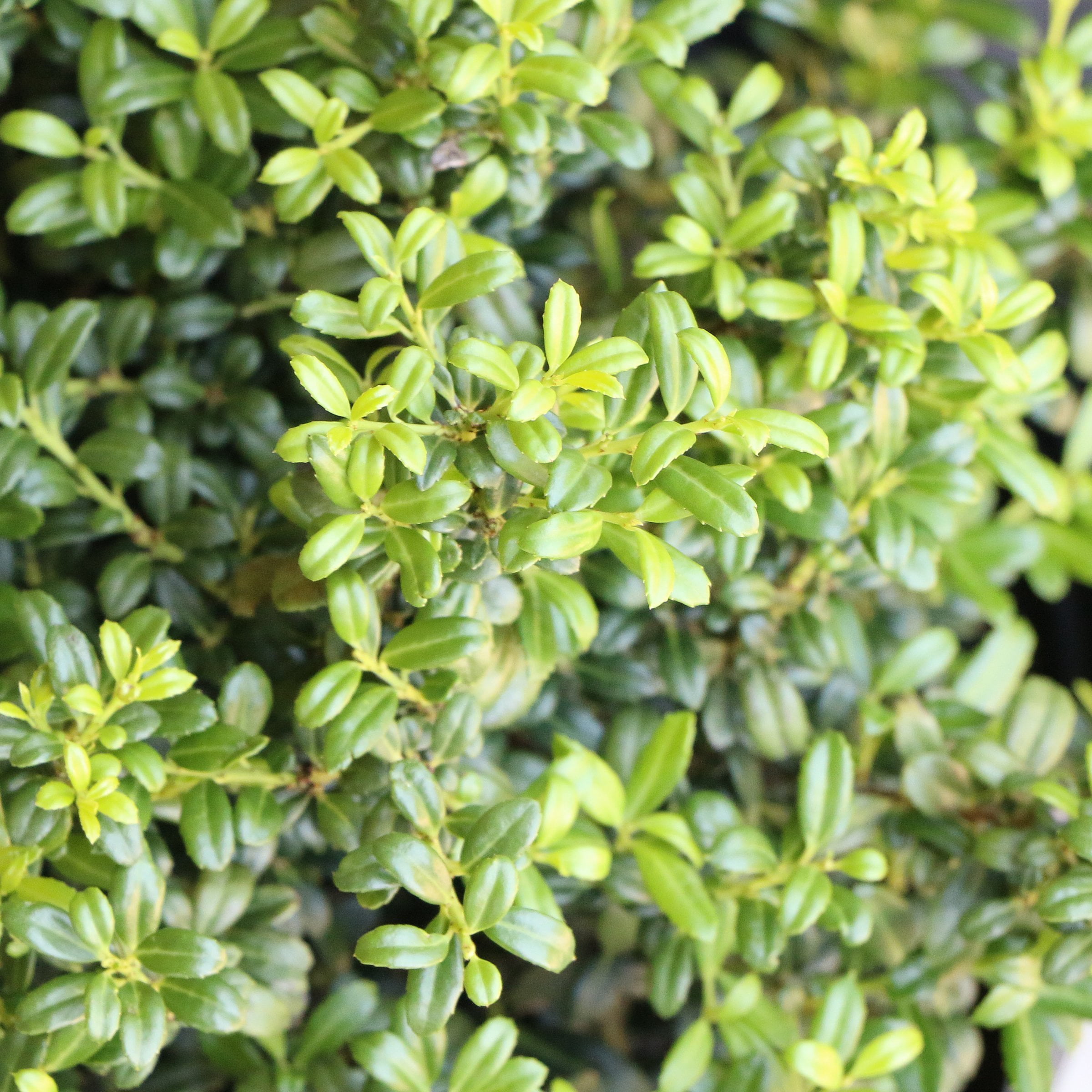 National Plant Network 1 gal Holly 'Soft Touch' Live Shrub with Full Sunlight
