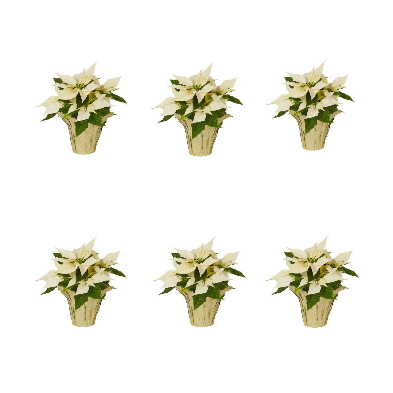Expert Gardener 1PT White Poinsettia (6 Count) Live Plants with Decorative Champagne Cover for Planter