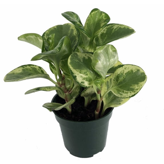 Golden Gate Rubber Plant - Peperomia - 4" Pot - Easy