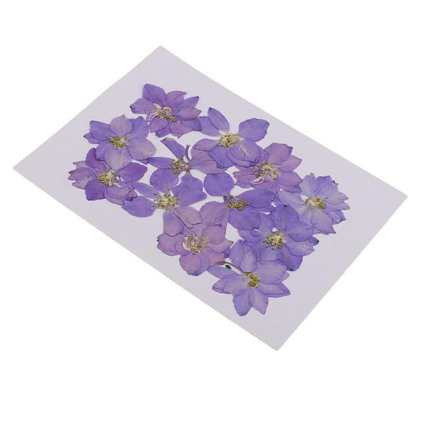 12 piezas de flores reales prensadas y secas de espuela de caballero usadas para hacer y fundir resina. Púrpura