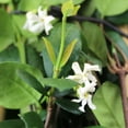 thumbnail image 3 of Expert Gardener Star Jasmine, 18-24 Tall, Flowering Outdoor Plant Shrub, 2.25 gal Pot, Full Sun, 3 of 5