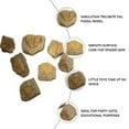 thumbnail image 2 of 2Pcs Trilobite Paleontology Fun Science Ornaments Teaching Props, 2 of 5