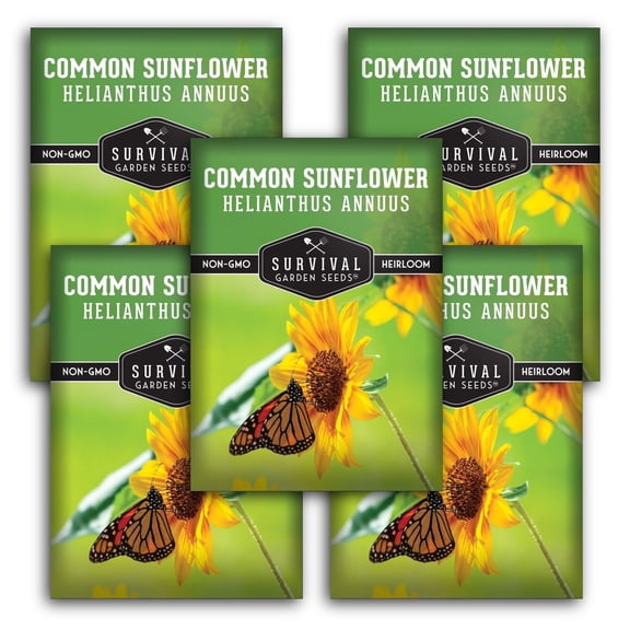 Common Sunflower Seeds for Planting - Native Full Sun Annual Flower - 5 Packs