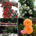 thumbnail image 1 of Evago 100 Pcs/set Climbing Rose Seeds Perennial Fragrant Home Garden Plant Multiflora Flower Seed, 1 of 4