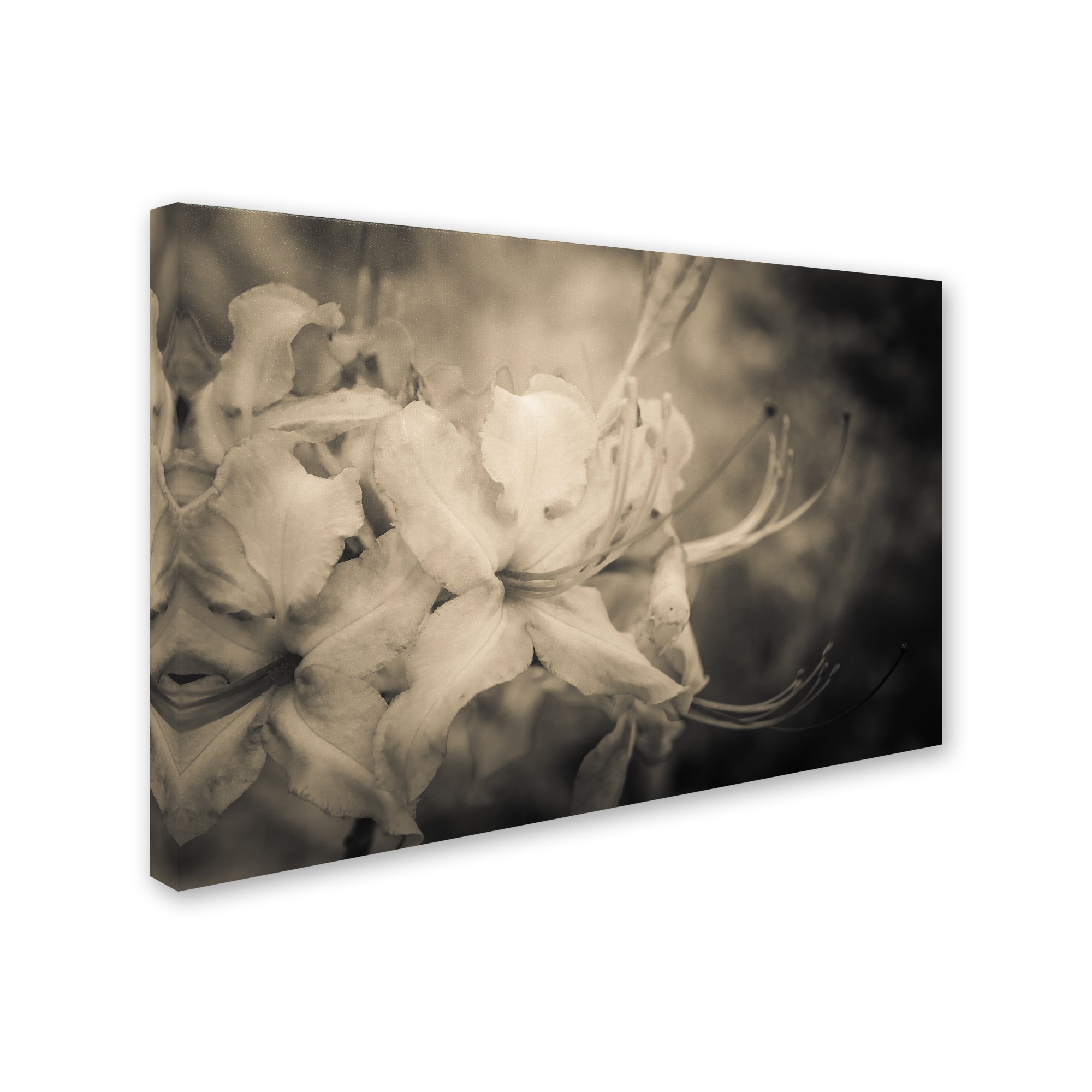 Trademark Fine Art 'Sepia Aged Rhododendron Blooms' Canvas Art by PIPA Fine Art