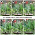 thumbnail image 3 of Solar Water Fountain For Outdoor Gardens, Eco-Friendly Solar Power Water Pump With Decorative Garden Fountain Features (Multi-Application), 3 of 6