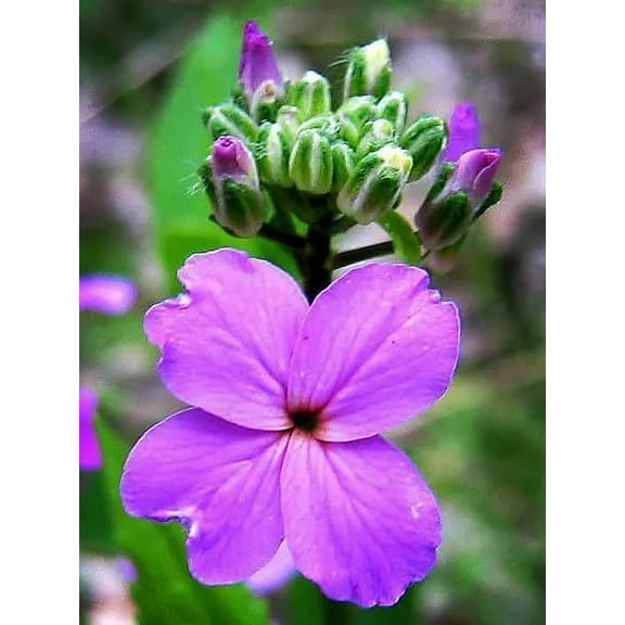 Dames Rocket Flower Seeds for Planting - Hesperis matronalis (500 Seeds)