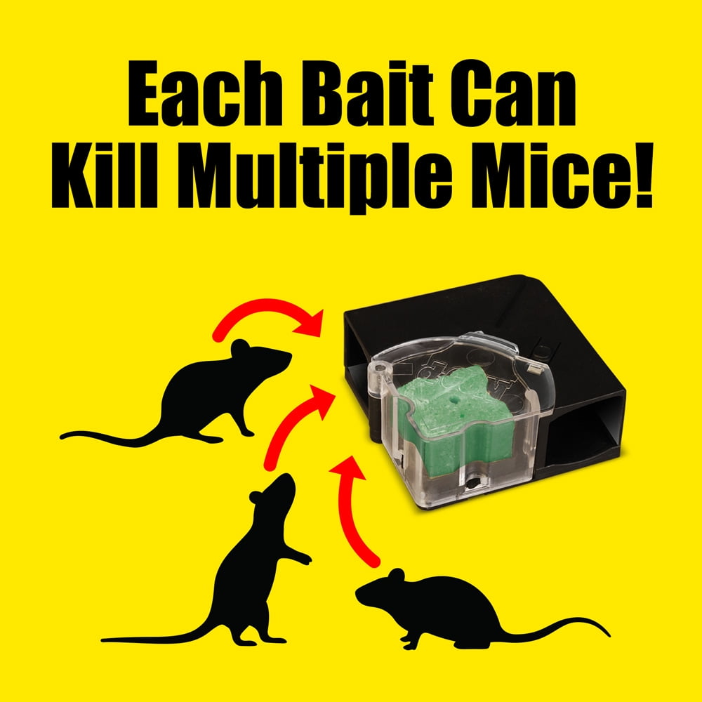 Catch A Mouse Fast: What Makes the Best Mouse Trap Bait? - Synergy²
