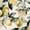 Color 3, variant on Peel and Stick Wallpaper Soft Focus Citrus Sage Watercolor Wall Mural 17.7in x 9.8ft Self Adhesive Removable Wall Paper Renter Friendly Wallpaper for Nursery Bedroom Cabinets