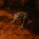 thumbnail image 5 of Decoraciones de Halloween de Pájaro Esqueleto - Esqueletos de Animales Articulados Posibles Esqueletos con Articulaciones Articuladas Decoración de Halloween, 5 of 5