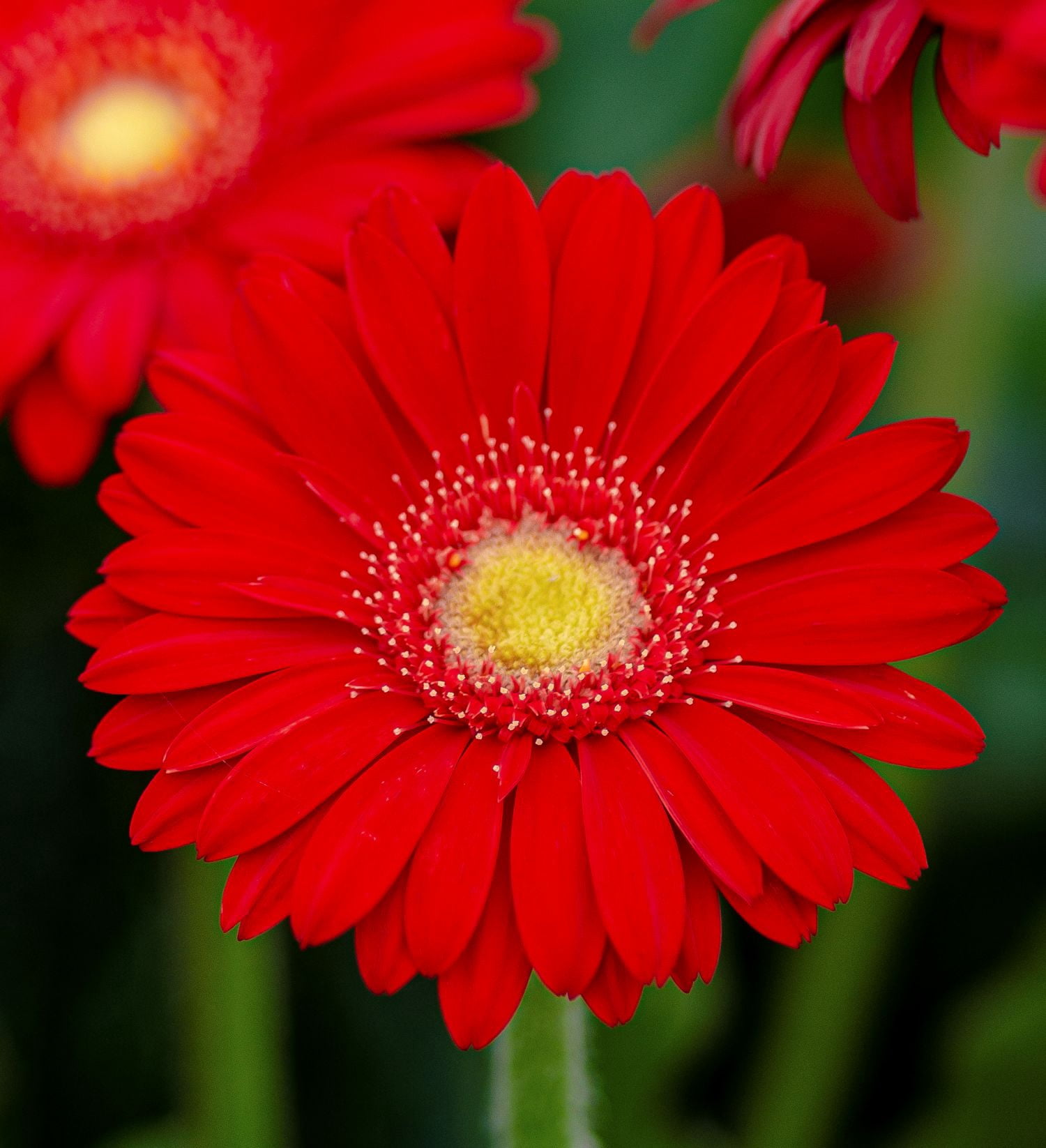 Southern Living Red Garden Jewels Gerber Daisy Live Shrub in 2.5-Quart Grower Pot