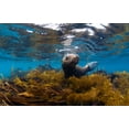 thumbnail image 2 of Narchuk, Andrey 24x17 Black Ornate Wood Framed with Double Matting Museum Art Print Titled - Visiting Sea Lions, 2 of 4
