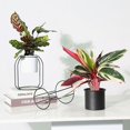 thumbnail image 5 of Soporte de Metal para plantas en maceta con maceta de hierro, soporte para estante, contenedor de plantas suculentas para interiores y exteriores, decoración del hogar, 5 of 5