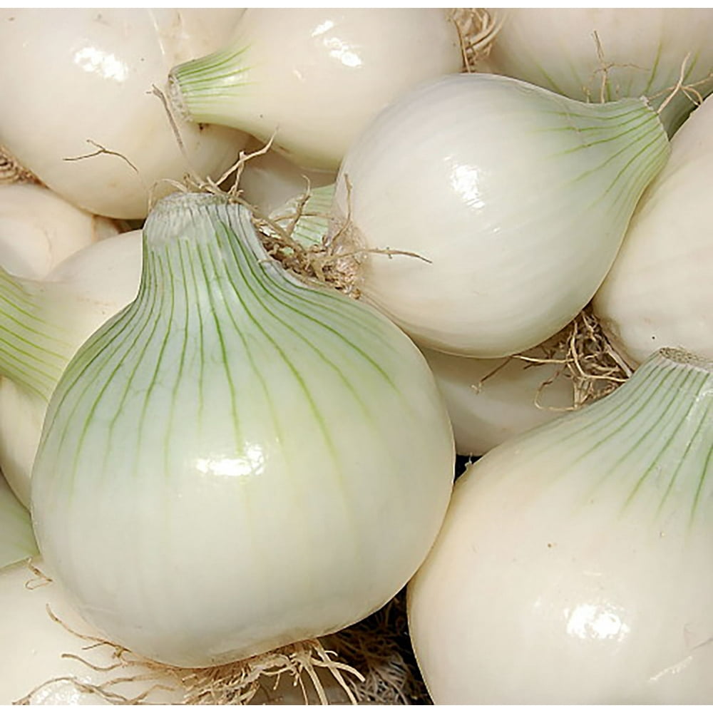 Onion Directory Onion Directory