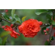 Double Take Orange™ Quince