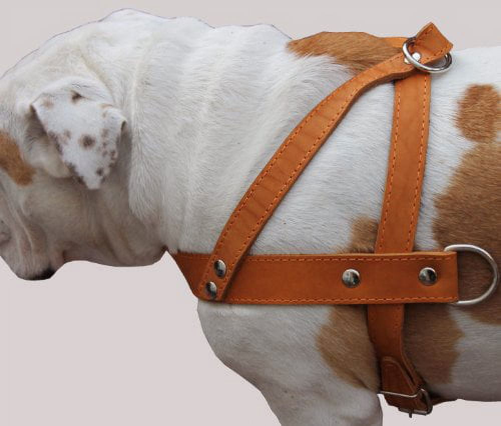 Genune Leather Dog Harness, 33-41 Chest, 1 Wde Straps Newfoundland