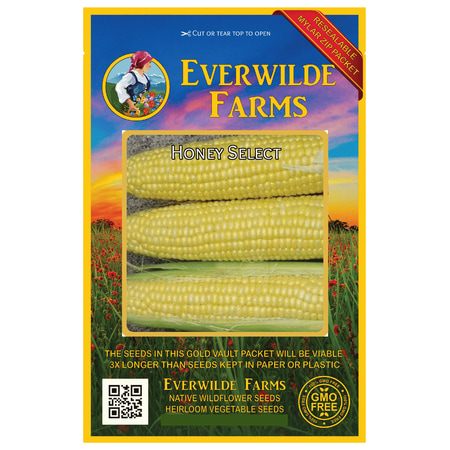 Everwilde Farms - 100 Honey Select F1 Hybrid Yellow Sweet Corn Seeds - Gold Vault Jumbo Bulk Seed (Best Plant Food For Corn)