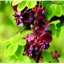 CZ Grain 20 Chocolate Vine Seeds, Quick Growth