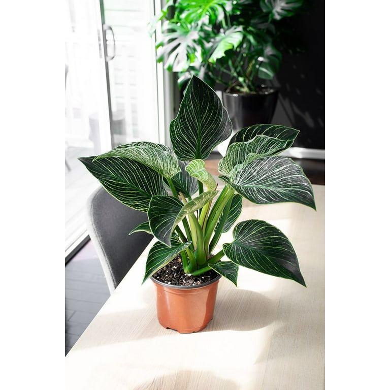 Gardenera Philodendron Potting Mix - Provide Your Plants with the  Perfect Soil Composition - 3 QUARTS - Walmart.com