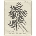 thumbnail image 2 of Vision Studio  15x18 White Modern Wood Framed Museum Art Print Titled - Antique Black and White Botanical I, 2 of 4