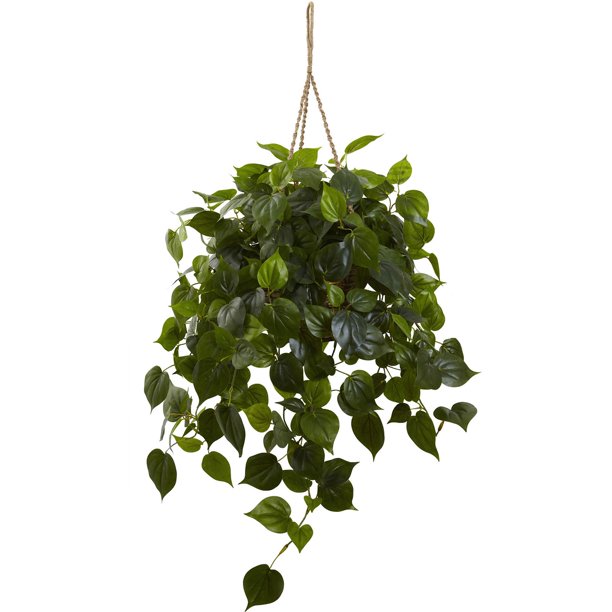 Philodendron Hanging Silk Plant