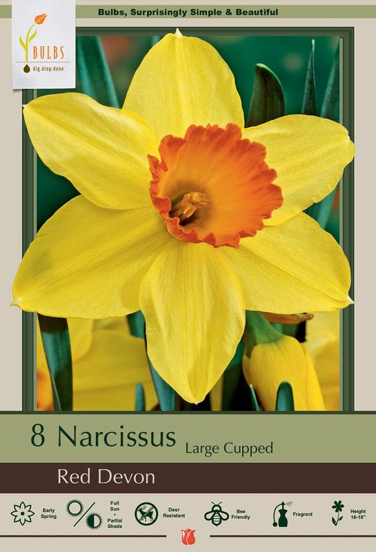 Red Devon Daffodil 8 Bulbs Deer and Rodent Resistant! 14/16 cm