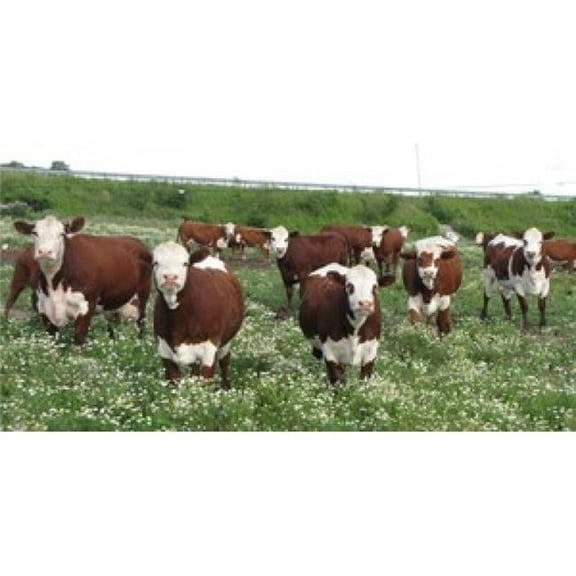 212 Main LPO826 Herd of Cows Photo License Plate