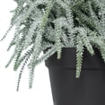 thumbnail image 2 of My Texas House Snow-Flocked Evergreen Christmas Arrangement in Pot, Green/White/Black, 24", 2 of 5