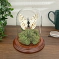 thumbnail image 3 of Plymor 4" x 5.25" Glass Display Dome Cloche (Walnut Veneer Base), 3 of 3