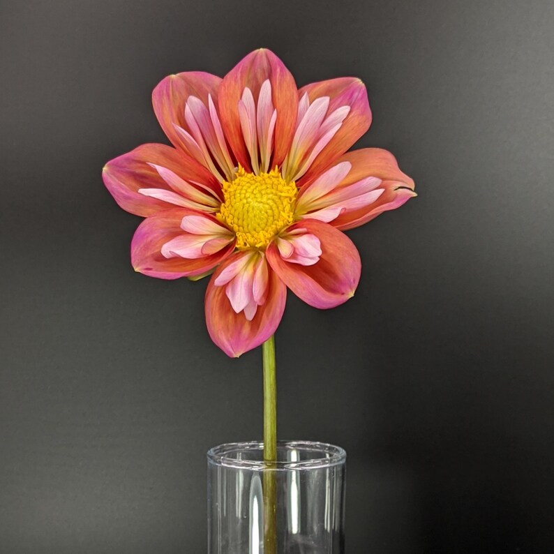 40 Seeds Giggles Dahlia Seeds Pollinator Friendly Heirloom Flower Seeds Mix Seeds to Plant Non-