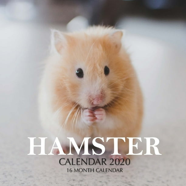 Hamster Calendar 2020 16 Month Calendar (Paperback)