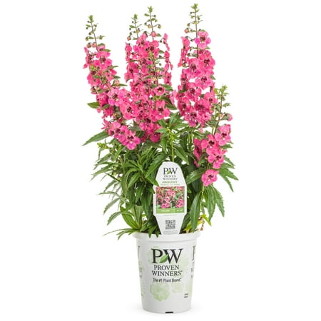 Proven Winners 2.72QT Angelonia Angelface Pink