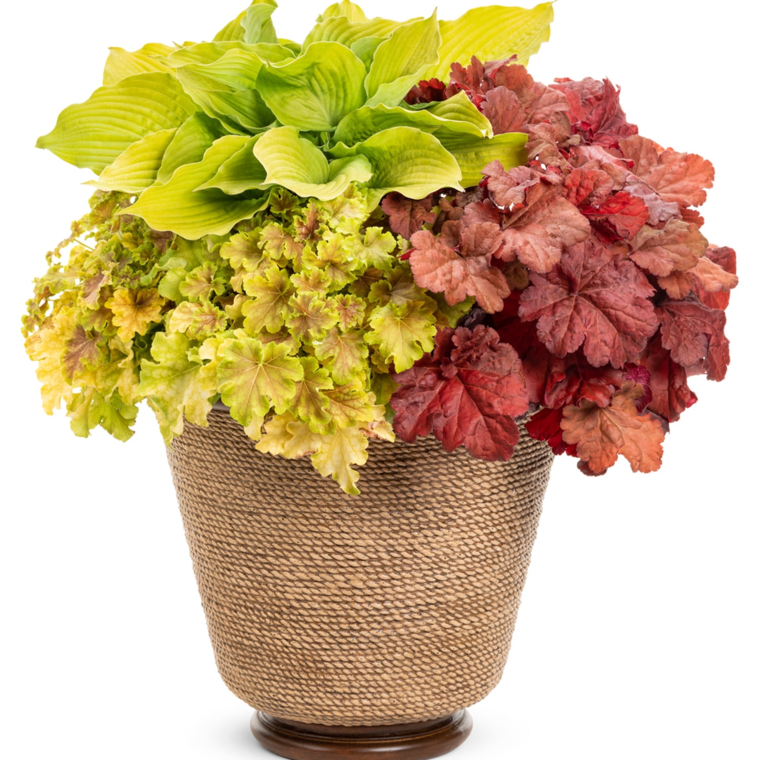 Proven Winners 6" Red Primo 'Mahogany Monster' Coral Bells Live Plant in 6.5" Pot