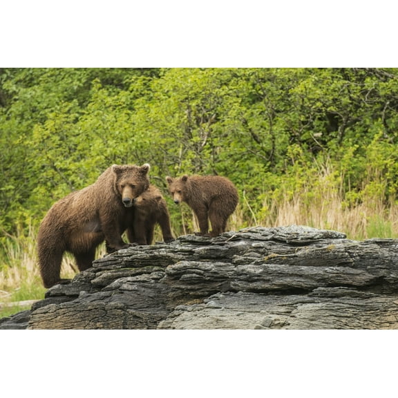 Posterazzi DPI12291240LARGE Brown Bear Sow & Cubs in Kukak Bay Katmai National Park & Preserve Alaska Poster Print by Carl Johnson, 38 x 24 - Large