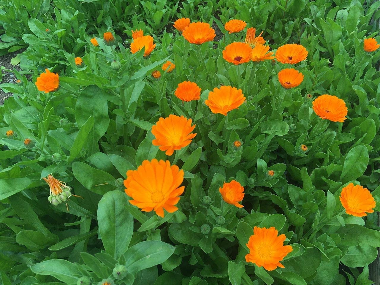 Dwarf Calendula Pot Marigold Ruddles Premium Seed Packet