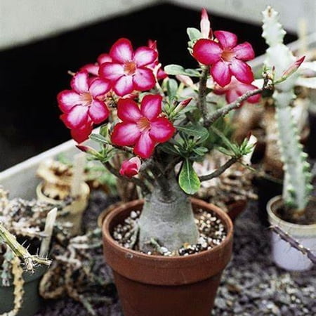 Desert Rose plant, Blooms - Easy Care,-Beautiful holiday decorations, No Watering Needed, Sweet and charming,