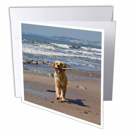 Golden Retriever Stationery - 3dRose A Golden Retriever dog, California - US05 ZMU0338 - Zandria Muench Beraldo, Greeting Cards, 6 x 6 inches, set of 12